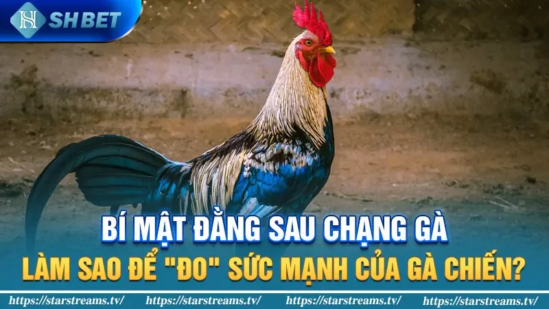 Chạng gà là gì? Bí mật xác định chạng gà trong giới chơi gà 2 Bí mật đằng sau chạng gà: Làm sao để "đo" sức mạnh của gà chiến?