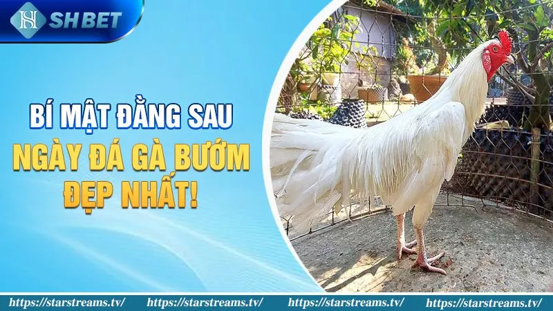 Gà Bướm Đá Ngày Nào Tốt? Bí Kíp Của Cao Thủ Chọi Gà! 4 Bí mật đằng sau ngày đá gà bướm đẹp nhất!
